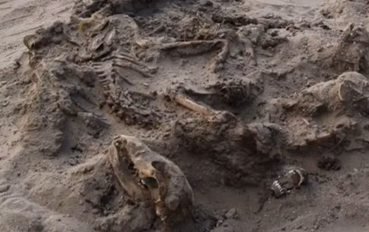 Nhà động vật học Galina Belova đã kiểm tra những con chó và kết luận rằng, tất cả chúng đều chết cùng lúc, mà không có bằng chứng nào về bạo lực tác động. Ảnh: @Viện Nghiên Cứu CEI RAS.