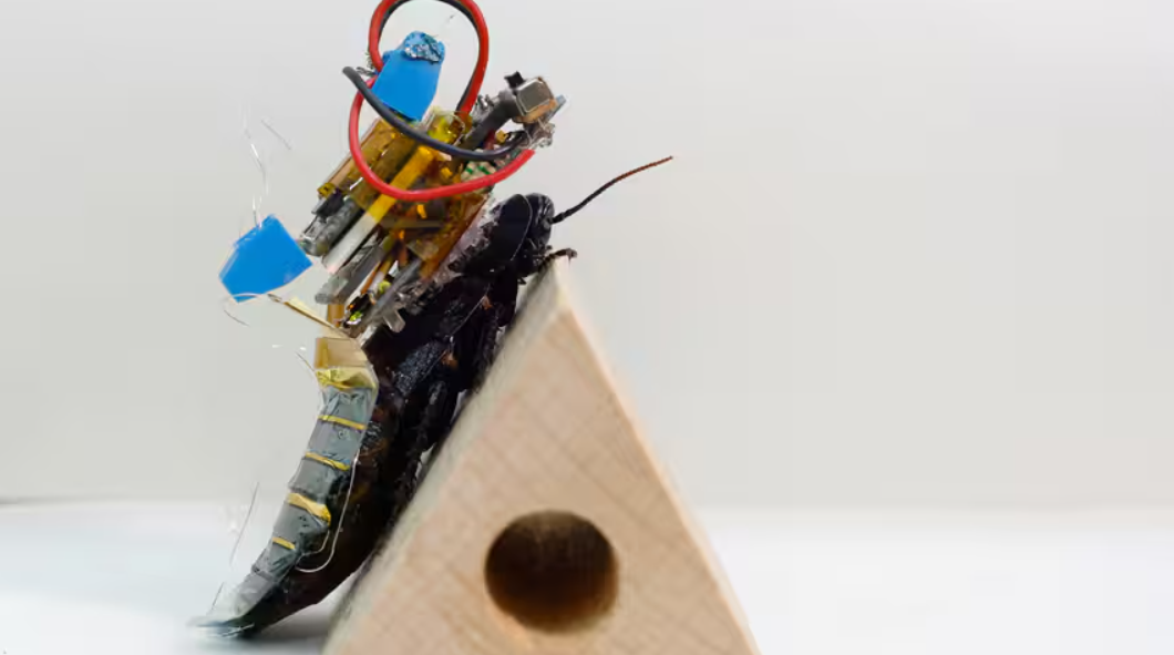 Sau khi các thành phần này được tích hợp vào gián, cùng với các dây kích thích các đoạn chân được tích hợp sẵn, con gián cyborg mới đã được đem đi thử nghiệm. Pin được sạc bằng ánh sáng mặt trời trong 30 phút và sau đó, hệ thống này điều khiển con vật, nó được yêu cầu rẽ trái và phải qua phương thức điều khiển từ xa không dây. Ảnh: @Hirotaka Sato.