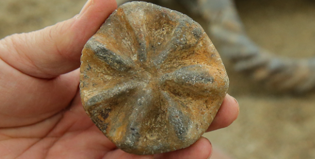 Con dấu họa tiết mặt trời có đường kính 7 cm, được cho là đã được các nhà vua cai trị 8.000 năm trước tại Thổ Nhĩ Kỳ sử dụng nó như một biểu tượng quyền lực. Ảnh: @Bộ Văn hóa và Du lịch Thổ Nhĩ Kỳ.