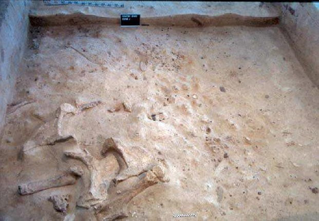 Và các nhà khảo cổ cũng tìm thấy các công cụ bằng đá ngay trong khu vực này. Đây có thể là bằng chứng cho thấy cách người xưa sử dụng thịt và ngà của loài voi ma mút tiền sử. Ảnh: @Viện Hàn lâm Khoa học Áo.