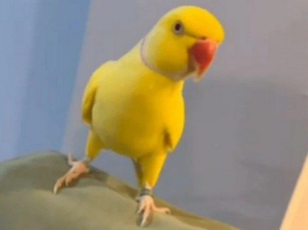 Cuộc điều tra bắt đầu từ một nơi không ai ngờ tới. Bên trong một nhà tù tại hạt Lancashire. Adam Garnett, một tên tội phạm 33 tuổi, đang thụ án thì bị cai ngục phát hiện đang tàng trữ nhiều điện thoại di động và thiết bị phát Wi-Fi trong phòng giam. Điều này làm dấy lên nghi ngờ rằng Garnett vẫn đang điều hành các hoạt động phi pháp từ bên trong nhà tù.