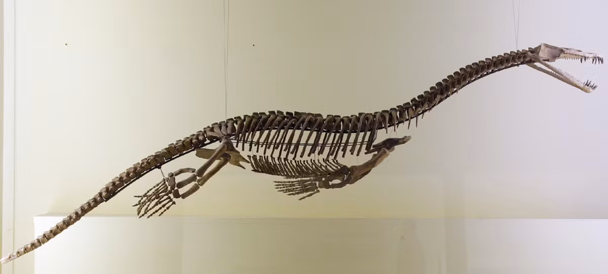 "Hóa thạch loài nothosaur 246 triệu năm này được tìm thấy ở New Zealand có tuổi đời lớn hơn 40 triệu năm so với một hóa thạch bò sát biển lâu đời nhất từng được biết đến ở Nam Bán Cầu", tác giả chính của nghiên cứu này, Tiến sĩ Benjamin Kear đến từ Bảo tàng Tiến hóa thuộc Đại học Uppsala cho biết trong một tuyên bố. Ảnh: @ Wikipedia.