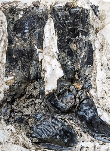 Mặc dù quần áo của người đàn ông đã bị phân hủy hoàn toàn, nhưng đôi ủng da cao đến đầu gối của ông ấy vẫn còn nguyên vẹn. Ảnh: @MOLA Headland.