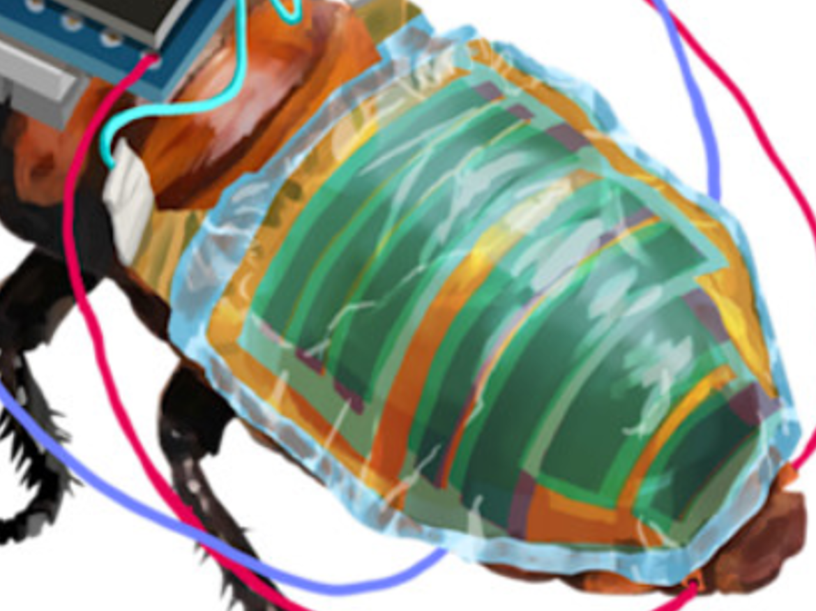 Tiếp đến, một mô-đun pin mặt trời hữu cơ siêu mỏng dày 0,004 mm được gắn ở mặt trên của bụng. Mô-đun pin mặt trời hữu cơ siêu mỏng này có thể cho công suất đầu ra là 17,2 mW, năng lượng này được tận dụng để kích hoạt cho hệ thống balo hoạt động, cũng như giúp con gián di chuyển tốt hơn. Ảnh: @Hirotaka Sato.