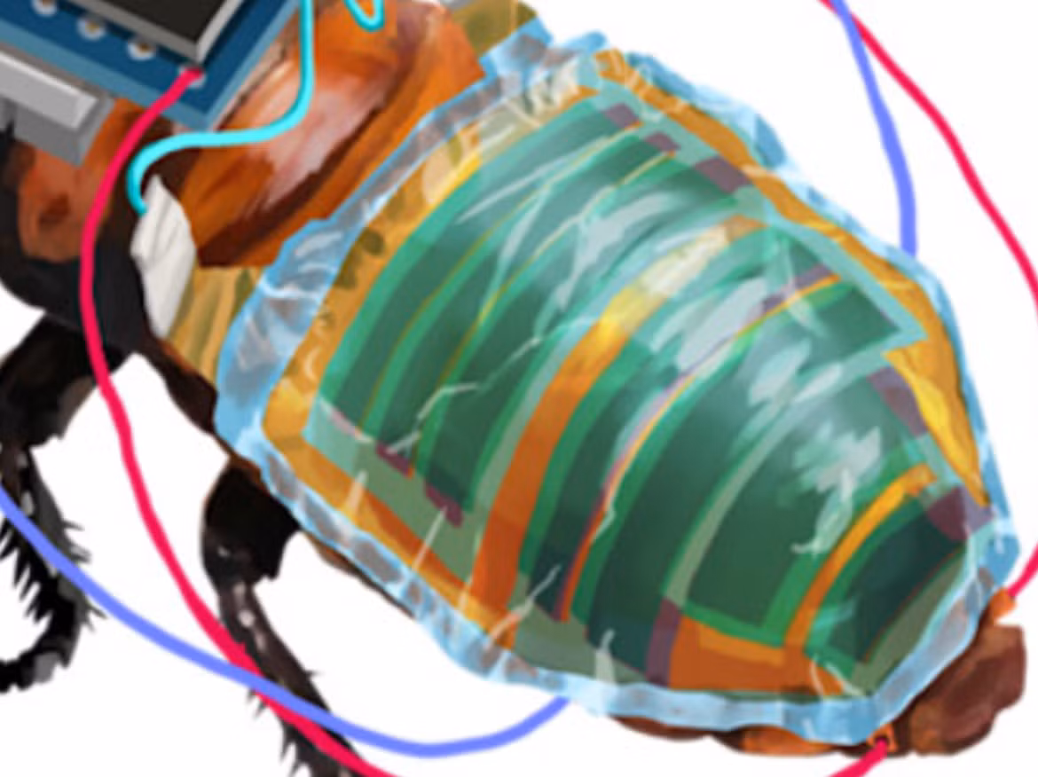 Tiếp đến, một mô-đun pin mặt trời hữu cơ siêu mỏng dày 0,004 mm được gắn ở mặt trên của bụng. Mô-đun pin mặt trời hữu cơ siêu mỏng này có thể cho công suất đầu ra là 17,2 mW, năng lượng này được tận dụng để kích hoạt cho hệ thống balo hoạt động, cũng như giúp con gián di chuyển tốt hơn. Ảnh: @Hirotaka Sato.