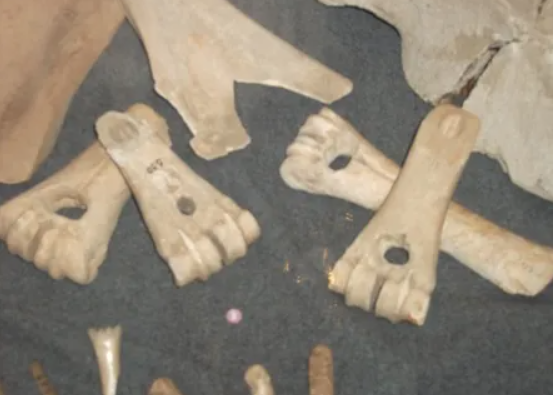 Hơn nữa, các nhà khoa học đã có thể xác định được các loài cá voi cụ thể trong số các công cụ làm từ xương cá voi này. Phân tích cho thấy chúng được làm từ xương của cá nhà táng, cá voi vây, cá voi xanh và cá voi xám. Ảnh: @Jean-Marc Pétillon.