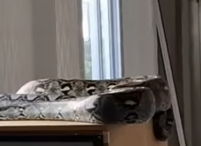 Cuộc vây bắt diễn ra đầy kịch tính. Khi hai nhân viên cứu hộ tiếp cận, con trăn tỏ ra vô cùng hung dữ và khôn ngoan, nó cố gắng vươn người lên cao để trèo ngược trở lại nơi ẩn náu trên trần nhà. Tuy nhiên, với kinh nghiệm và dụng cụ chuyên nghiệp, đội cứu hộ đã nhanh chóng sử dụng một chiếc kẹp bắt rắn dài để kẹp chặt phần đầu của nó. Sau một hồi vật lộn, cuối cùng họ đã khống chế thành công con trăn khổng lồ, cho nó vào một chiếc bao lớn một cách an toàn.