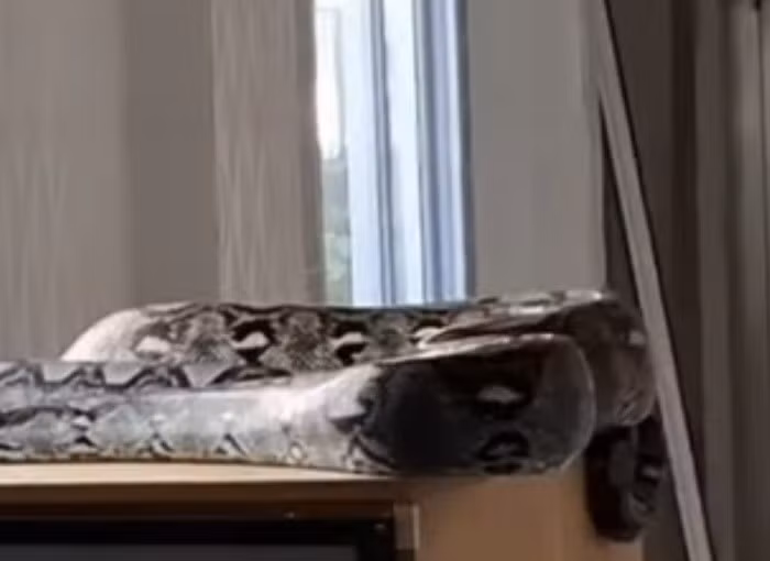 Cuộc vây bắt diễn ra đầy kịch tính. Khi hai nhân viên cứu hộ tiếp cận, con trăn tỏ ra vô cùng hung dữ và khôn ngoan, nó cố gắng vươn người lên cao để trèo ngược trở lại nơi ẩn náu trên trần nhà. Tuy nhiên, với kinh nghiệm và dụng cụ chuyên nghiệp, đội cứu hộ đã nhanh chóng sử dụng một chiếc kẹp bắt rắn dài để kẹp chặt phần đầu của nó. Sau một hồi vật lộn, cuối cùng họ đã khống chế thành công con trăn khổng lồ, cho nó vào một chiếc bao lớn một cách an toàn.