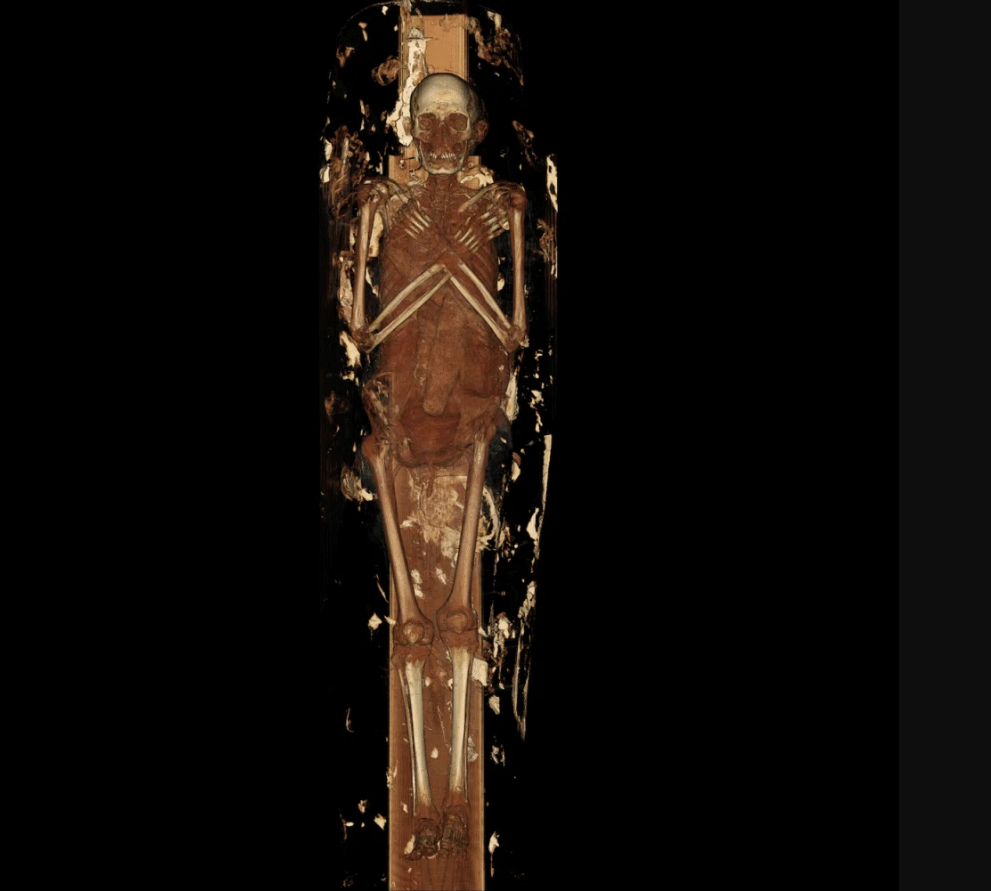 Máy quét đã thu được các lát cắt mỏng trên toàn bộ cơ thể. Các chuyên gia đã kết hợp hàng trăm lát cắt thành các mô hình kỹ thuật số ba chiều. Ảnh: @Đại học Nam California.