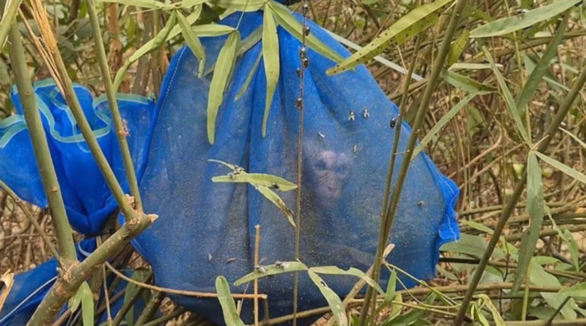 Tại hiện trường còn xuất hiện các sợi dây cáp dùng để cột túi, một số đã bị đứt, một số còn nguyên vẹn, nằm rải rác khắp nơi—một dấu hiệu cho thấy đã có những giao dịch đen tối trước đó. Bên trong những chiếc túi xanh này còn chứa những mảnh thức ăn của loài khỉ như đậu, trái cây cung cấp cho những con khỉ bị giam cầm này. Ảnh: @Ảnh: @thai.news.