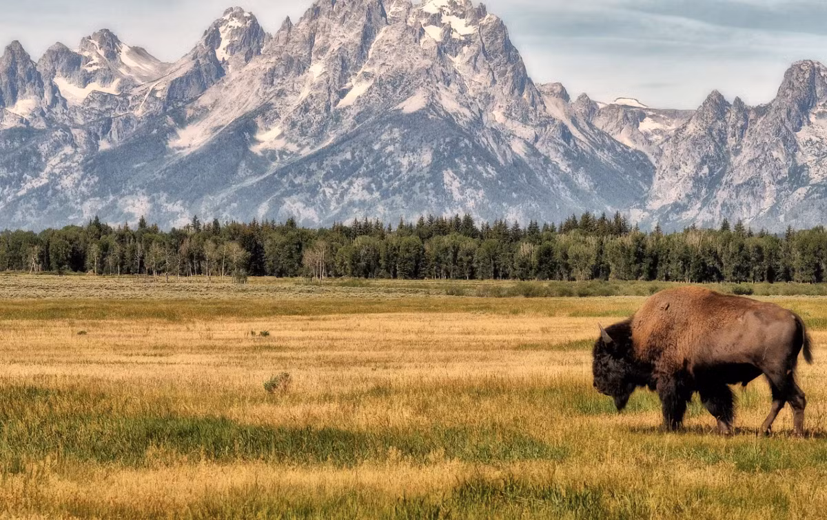 Tại một địa điểm khảo cổ quan trọng ở Wyoming, Mỹ (nơi con người bản địa cổ xưa đã săn bắt hoặc ăn xác voi ma mút Colombia), các chuyên gia đến từ trường Đại học Wyoming bất ngờ tìm thấy một vật thể lạ. Ảnh: @Đại học Wyoming.