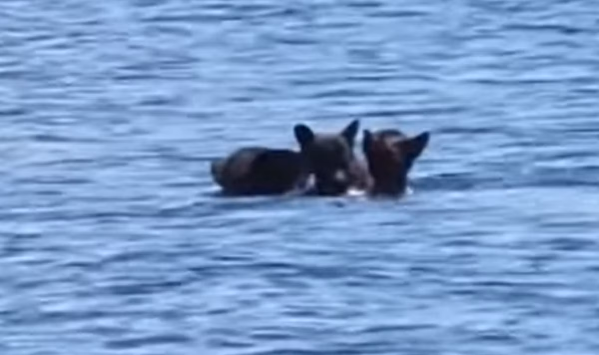 "Thật là một cảnh tượng tuyệt vời! Và chúng tôi cũng bắt được một số con cá ngon nữa”, Izzy Drost viết trên Facebook. Ảnh: @Izzy Drost.