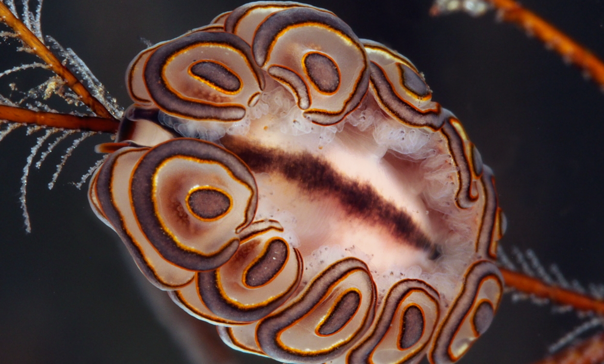 Thân của loài sên biển này có màu trắng trong mờ, có một sọc sắc tố nâu chạy dọc theo đường giữa lưng. Ảnh: @reefguide.