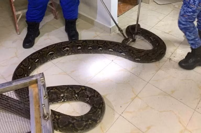 Sau khi bị bắt giữ, con trăn đã được đội cứu hộ đưa đến một khu vực tự nhiên hẻo lánh và thả về với môi trường sống của nó, kết thúc một phen hú vía cho cả chủ nhà và đàn mèo cưng.