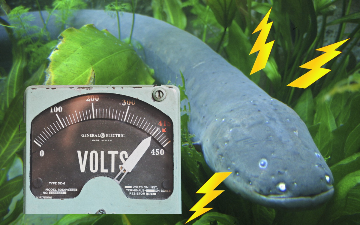 Cá chình điện (hay còn gọi là lươn điện), loài bò dọc theo đáy bùn của các ao và suối ở lưu vực sông Amazon và Orinoco thuộc vùng đất Nam Mỹ. Nó có thể gây ra một cú sốc điện đủ mạnh để hất ngã một con ngựa. Ảnh: @Bedtime Math.