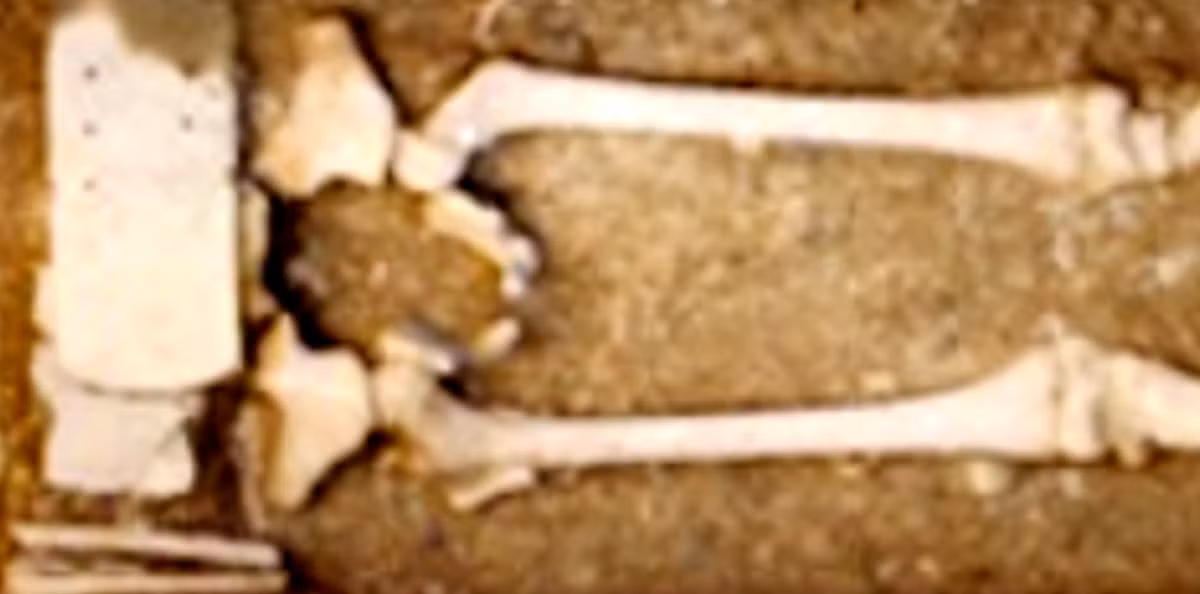 Khi chôn cất, cậu bé được đeo một chiếc thắt lưng chiến binh bằng đồng. Ngoài ra, hai chiếc bình gốm cũng được tìm thấy chôn cạnh đứa trẻ. Ảnh: @Bảo tàng Công cộng Ý.