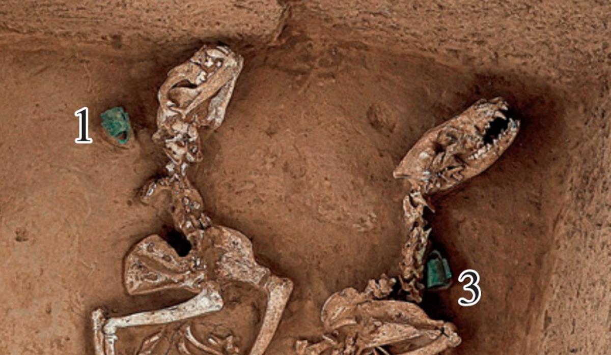 Những con vật này từng hoạt động như một sở thú phục vụ cho giới hoàng gia. Ảnh: @Viện Nghiên Cứu Khảo cổ Trung Quốc.