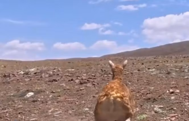 Nó cũng được trang bị hệ thống điều khiển từ xa có thể hoạt động ổn định ở khoảng cách lên tới 2 km, cho phép các nhà nghiên cứu ẩn mình an toàn. Quan trọng nhất, lớp vỏ ngụy trang hoàn hảo đã giúp nó dễ dàng đánh lừa thị giác của đàn linh dương, được chấp nhận như một thành viên và cùng chúng di chuyển trong cuộc hành trình.