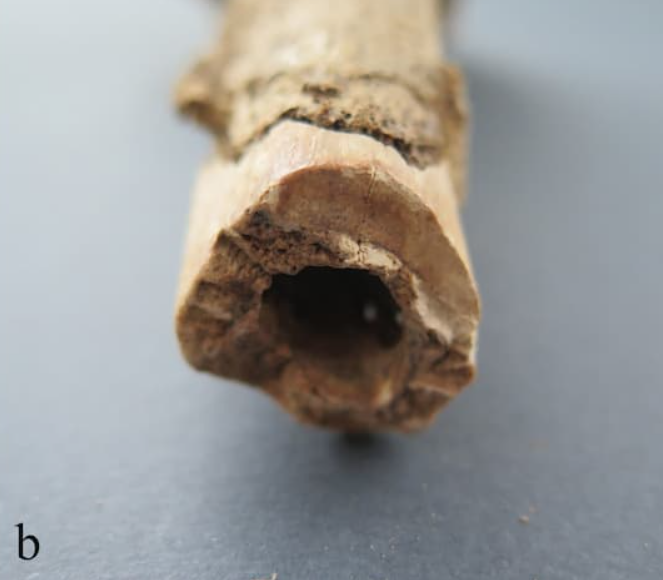 Bảy bộ hài cốt này đều có vết thương trên xương trán, do vật cùn gây ra cho thấy mạnh mẽ rằng, bạo lực có chủ ý là nguyên nhân chính, vì loại chấn thương này thường liên quan đến các cuộc giao tranh trực diện. Ảnh: @M. Novak và cộng sự.