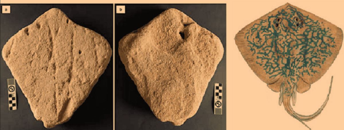 Để hiểu rõ hơn, nhóm nghiên cứu đã sử dụng một kỹ thuật được gọi là phát quang kích thích quang học để xác định niên đại của vật thể này. Ảnh: @Helm.