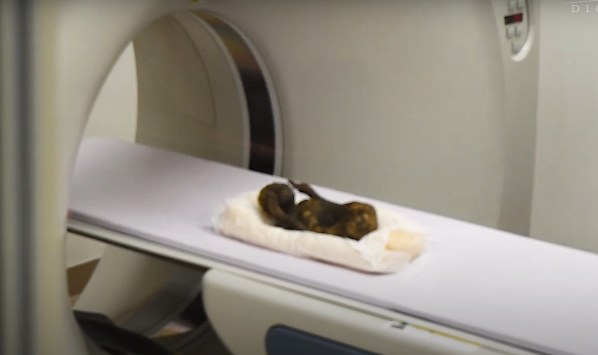 Giờ đây, các nhà nghiên cứu đến từ trường Đại học Khoa học và Nghệ thuật Kurashiki, Nhật Bản đã lấy xác ướp này để xét nghiệm và chụp CT, nhằm mục đích giải mã những bí mật có trong nó. Ảnh: @Hội Văn hóa Dân gian Okayama.