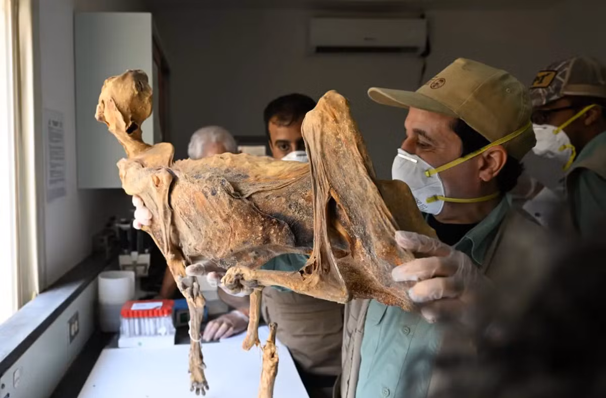 Hiện tại, họ không chắc chắn tại sao lại có nhiều xác ướp báo cheetah được tìm thấy trong hang động như vậy. Ảnh: @Đại học Florence.