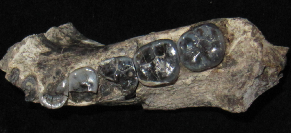 Theo Kaye Reed, phát hiện này đang thay đổi hiểu biết của chúng ta về sự tiến hóa của loài người. Ảnh: @Tiến sĩ Kaye Reed.