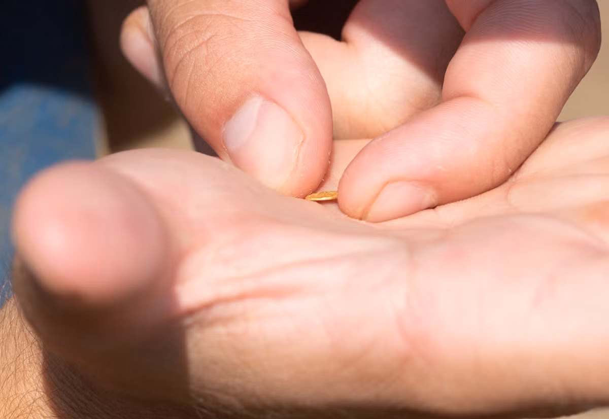 Các đồng tiền vàng và bạc chúng khá nhỏ, với đồng tiền lớn nhất chỉ có đường kính 1,5 cm và nặng chỉ 0,5 gam vàng và 0,1 gam bạc. Đồng tiền vàng nặng nhất nặng 8,5 gam. Ảnh: @Bảo Tàng Mariánská Týnice.