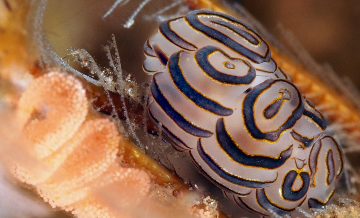 Tưởng rằng đây là một sinh vật ngoài hành tinh, nhưng thực tế, nó là Doto greenamyeri, loài sên biển kỳ lạ với hình "bánh rán" trên lưng. Ảnh: @reefguide.