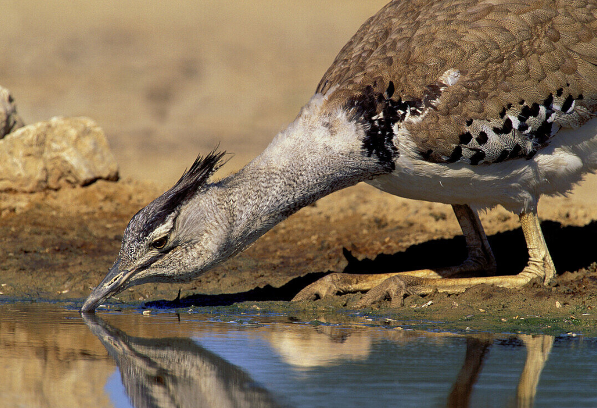 Chúng có cổ dài, cùng đôi chân cơ bắp để chạy tốt hơn trên mặt đất. Ảnh: @Flickr.