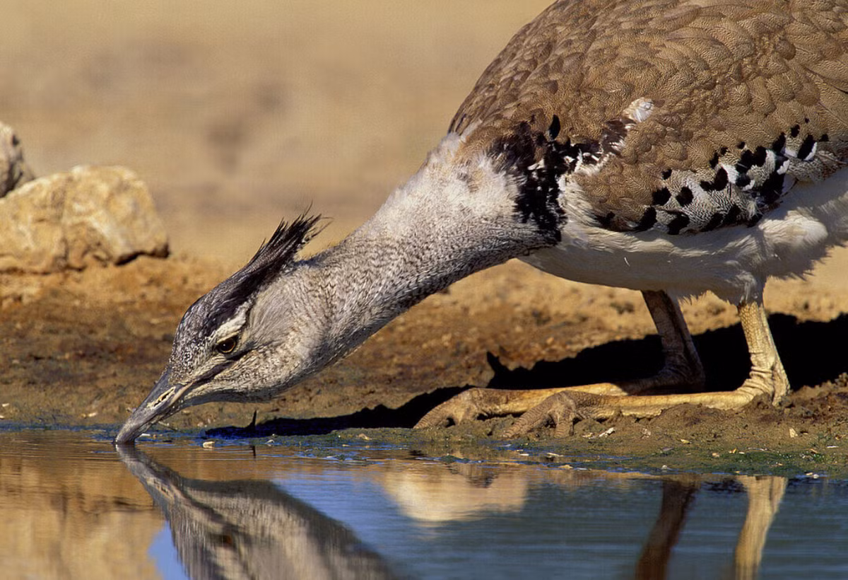 Chúng có cổ dài, cùng đôi chân cơ bắp để chạy tốt hơn trên mặt đất. Ảnh: @Flickr.