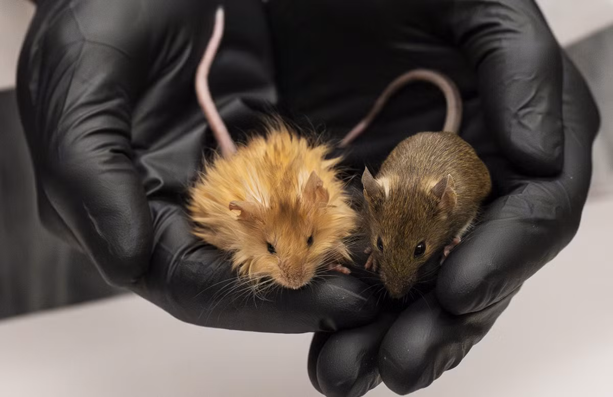 Nhóm nghiên cứu tập trung vào việc phá vỡ, biến đổi 9 gen liên quan đến màu lông, kết cấu, độ dài, hoặc nang lông trên chuột. Hầu hết các gen này được chọn, vì chúng được cho là có ảnh hưởng đến lớp lông của chuột. Ảnh: @Colossal Biosciences.