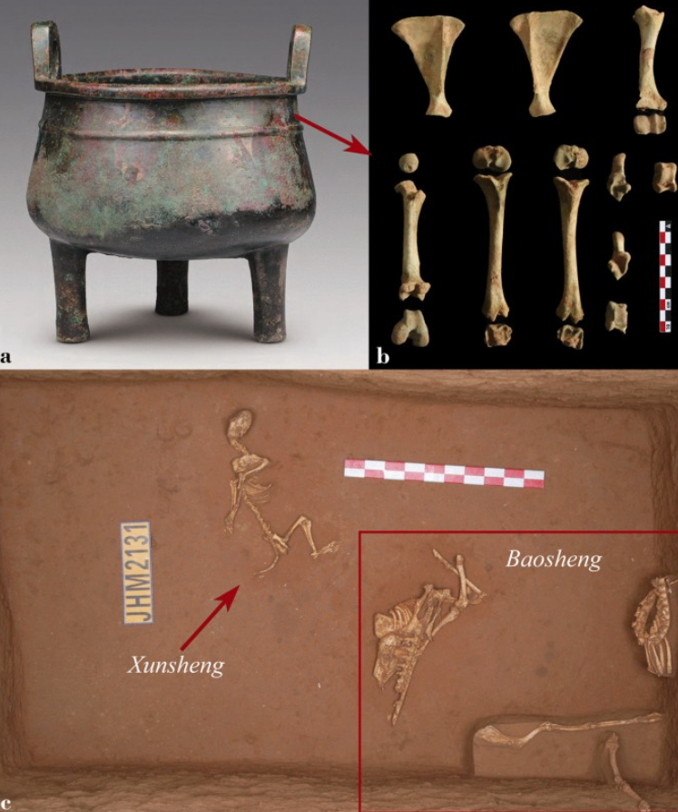 Kho lưu trữ này còn chứa hài cốt cừu nhà từ địa điểm Lajia ở tỉnh Thanh Hải, có niên đại 5.000 năm. Ngoài ra còn có xương bò từ địa điểm Shantaisi, có niên đại khoảng 4.500 năm và hài cốt ngựa được khai quật tại Di tích Yinxu, có niên đại khoảng 3.300 năm, cả hai đều ở tỉnh Hà Nam. Ảnh: @Trung tâm Lưu trữ Mẫu vật Tài nguyên Động vật Trung Quốc.