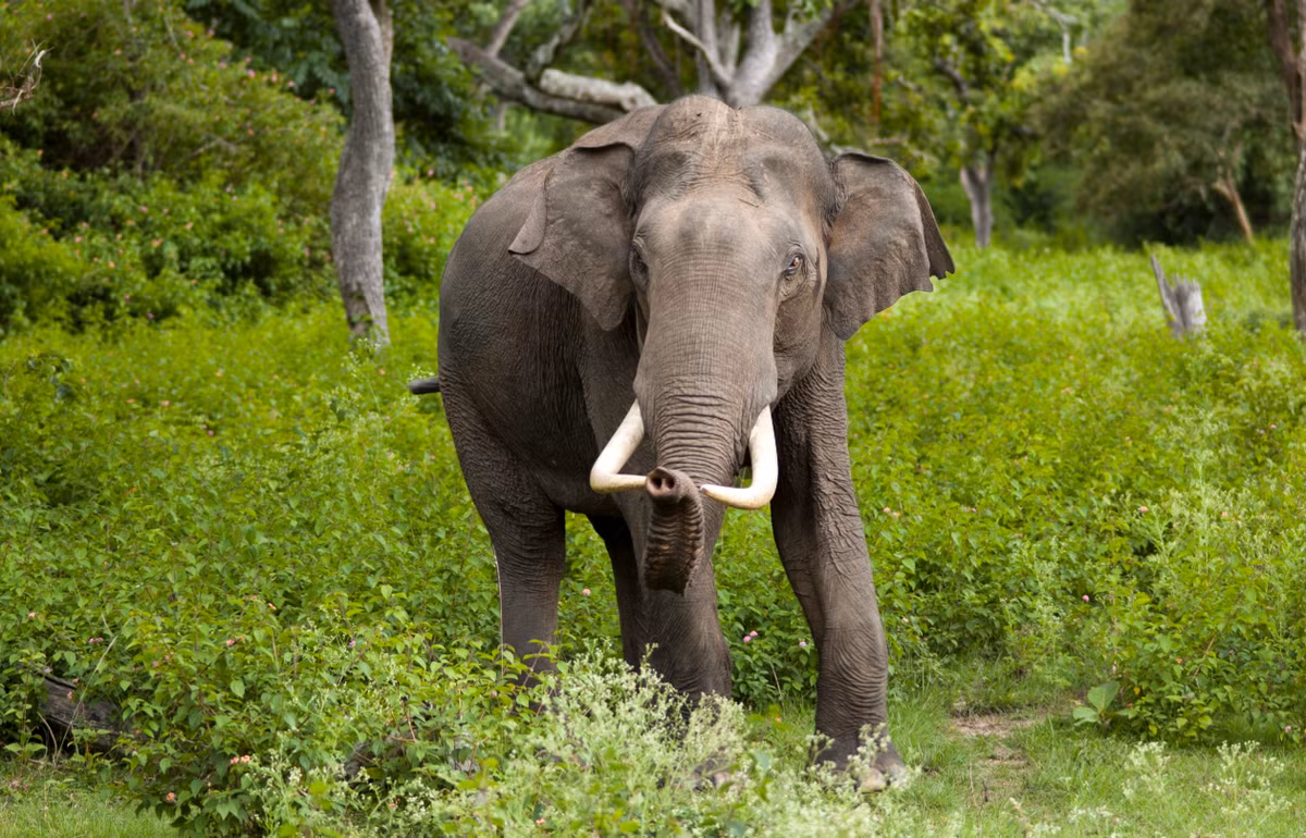 Qua thí nghiệm các loài chuột len này, các nhà khoa học tại công ty công nghệ sinh học Mỹ Colossal Biosciences mong muốn sẽ hồi sinh các loài động vật da dày thời tiền sử như loài voi ma mút, bằng cách sẽ biến đổi gen voi châu Á (tương tự như cách đã thực hiện trên chuột lông), để mang lại cho voi châu Á có những đặc điểm của voi ma mút. Ảnh: @Wikipedia.