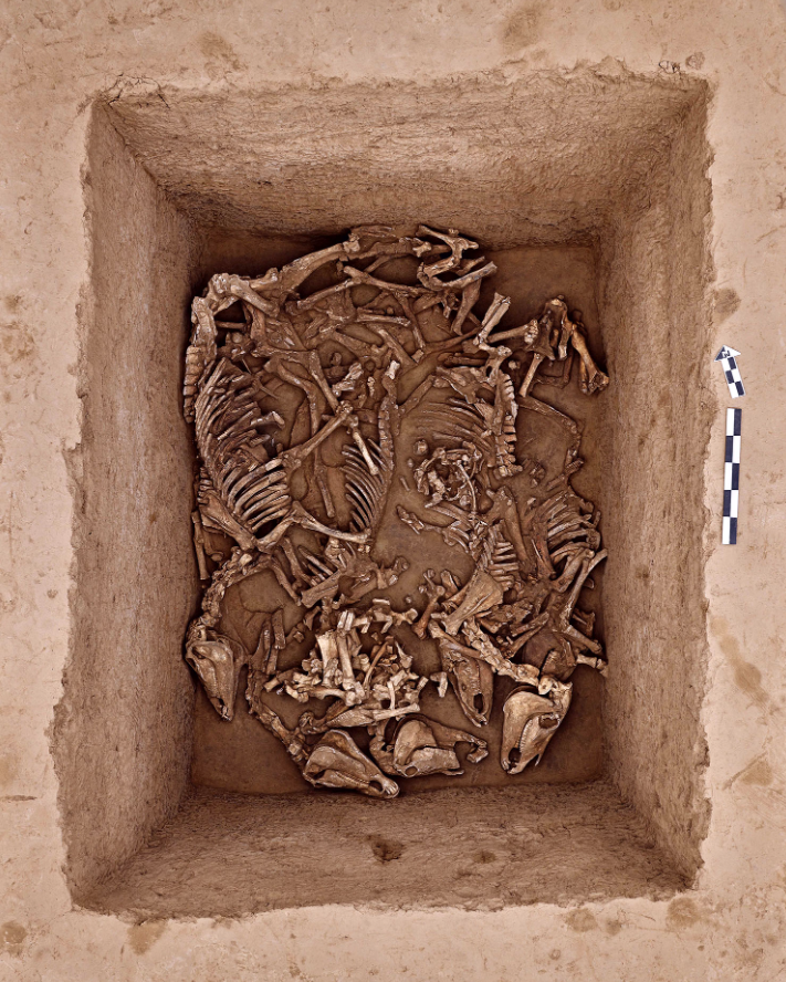 Bằng chứng cho thấy lợn, chó, bò, cừu và ngựa đã được người xưa thuần hóa, xã hội nhà Thương sử dụng chúng theo nhiều cách đa dạng khác nhau. Ảnh: @Wang Ru/China Daily.