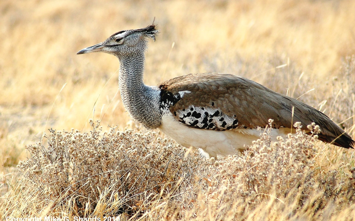 Loài chim này sống ở hai phạm vi riêng biệt Nam và Đông Phi, chúng dành phần lớn thời gian trên mặt đất để kiếm ăn. Ảnh: @World Bird Photos.