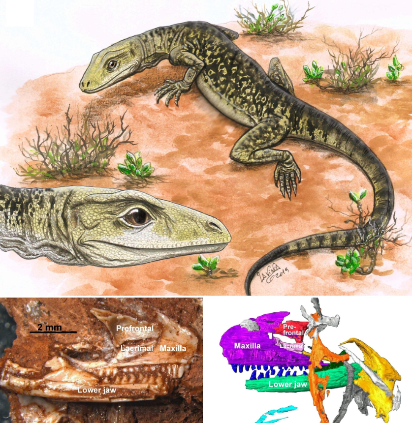 Và Cryptovaranoides microlanius cũng không có quan hệ họ hàng gần nào với loài cá sấu hay khủng long. Ảnh: @David Whiteside.