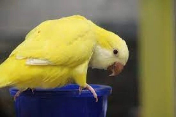 Sau chiến công này, cảnh sát Lancashire đã không quên để lại một bình luận đầy hài hước trên trang Facebook của mình: "Dạy vẹt cưng của bạn nói tiếng lóng buôn ma túy, đó chắc chắn không phải là điều bạn muốn nó nói ra khi cảnh sát đến gõ cửa".