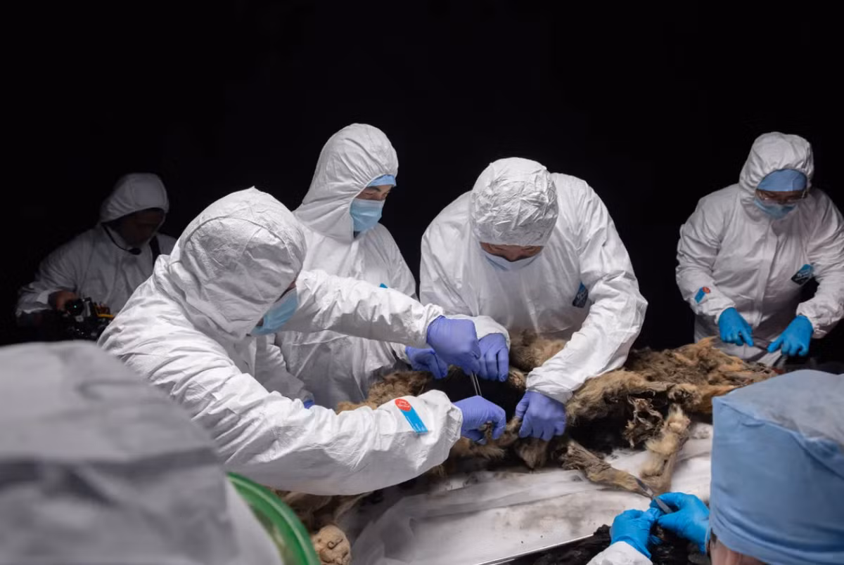 Nhóm chuyên gia còn có kế hoạch nghiên cứu bộ gen của con sói này, để hiểu mối quan hệ di truyền của nó với các loài sói cổ đại khác trong khu vực, và so sánh với họ hàng còn sống của nó. Ảnh: @Đại học Liên bang Đông Bắc MKAmmosov.