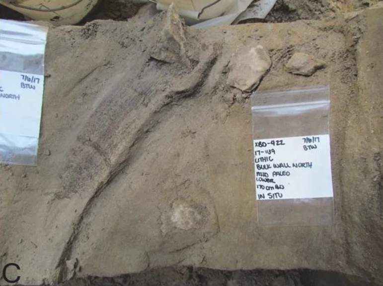 Một tầng địa chất khác cùng địa điểm lại chứa nồng độ cao các mảnh thạch anh từ quá trình chế tác công cụ và dấu hiệu rõ ràng của việc chế tác ngà voi. Người xưa đã khắc ngà voi ma mút thành những thanh dài và phôi. Những thanh này được coi là những ví dụ sớm nhất được biết đến về loại công cụ này ở châu Mỹ. Ảnh: @Krasinski.