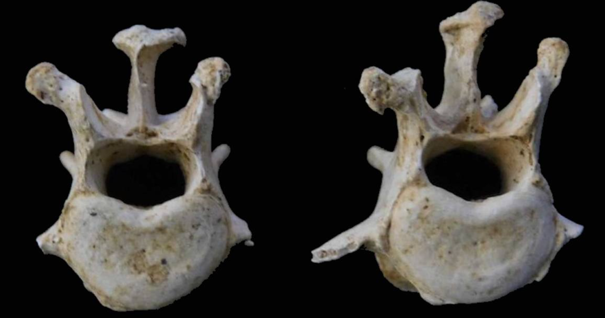 Tuy nhiên, một nghiên cứu gần đây của Tiến sĩ Ellen Greene được công bố trên tạp chí International Journey of Paleopathology có thể đã làm sáng tỏ một số bí ẩn này, đồng thời đặt ra thêm nhiều câu hỏi về vai trò của chó trong các nghi lễ tôn giáo của người La Mã và La Mã-Anh cổ đại. Ảnh: @trường Nescot College.