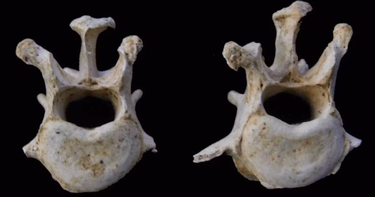 Tuy nhiên, một nghiên cứu gần đây của Tiến sĩ Ellen Greene được công bố trên tạp chí International Journey of Paleopathology có thể đã làm sáng tỏ một số bí ẩn này, đồng thời đặt ra thêm nhiều câu hỏi về vai trò của chó trong các nghi lễ tôn giáo của người La Mã và La Mã-Anh cổ đại. Ảnh: @trường Nescot College.