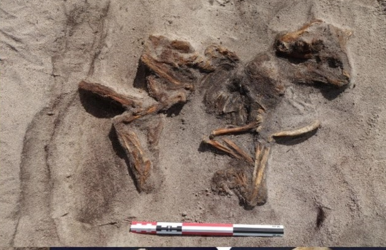 Các nhà khảo cổ học tại Bảo tàng Đại học Bắc Cực của Na Uy đã xác nhận đây là mộ của một phụ nữ. Hai chiếc trâm cài hình bầu dục, đặc trưng của trang phục phụ nữ Viking, được chế tác tinh xảo và trang trí bằng chỉ bạc: một dấu hiệu của uy tín và gu thẩm mỹ bản địa cổ xưa. Bên cạnh thi thể là một chú chó nhỏ được đặt nhẹ nhàng dưới chân bà. Ảnh: @Bảo tàng Đại học Bắc Cực của Na Uy.