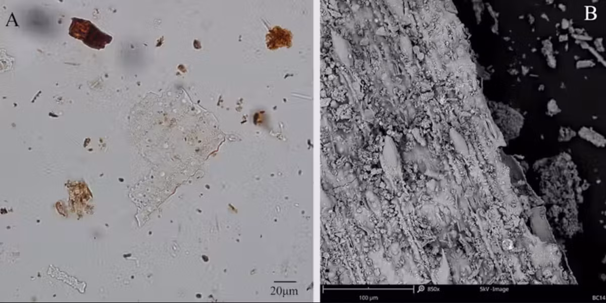 Sử dụng kính hiển vi điện tử quét quang phổ hồng ngoại để xác định vật liệu thực vật hóa thạch, các chuyên gia phát hiện, thảm cỏ này làm từ phân họ thực vật cỏ lá rộng Panicoideae có tác dụng xua đuổi côn trùng và cỏ này được trộn lẫn với nhiều lớp tro. Ảnh: @Đại học Witwatersrand.
