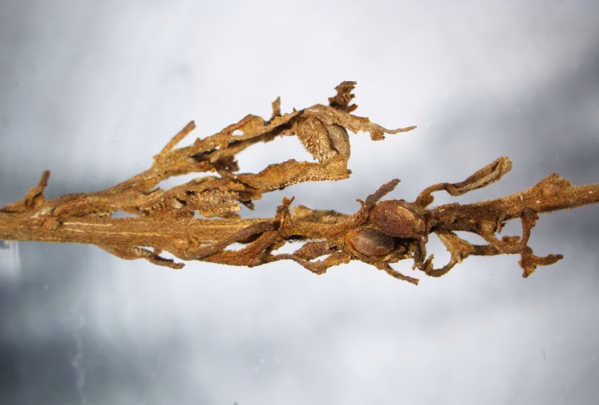 Điều đáng nói là những cây cần sa này vẫn ở trong tình trạng tuyệt vời, đặt ra những câu hỏi quan trọng về cách cần sa được sử dụng cho mục đích tang lễ ở khu vực này. Ảnh: @Viện Hàn lâm Khoa học Trung Quốc.