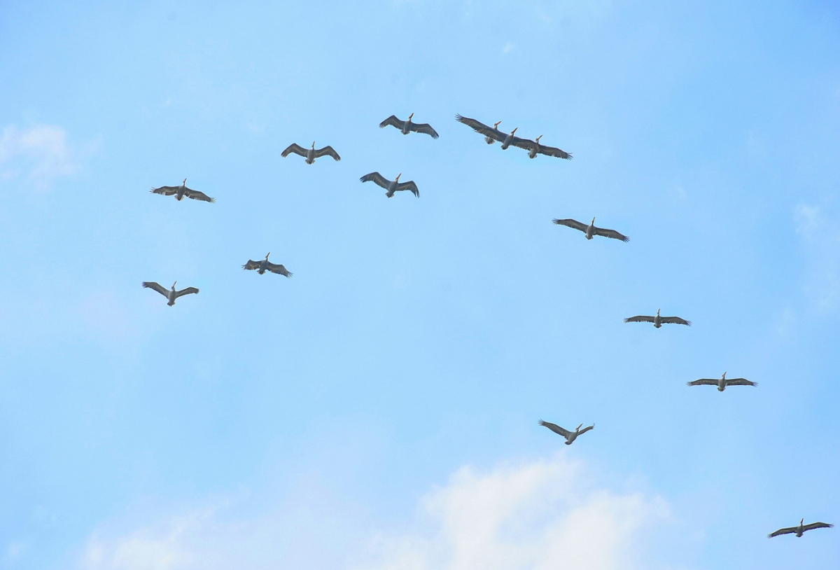 Thế giới loài chim đầy rẫy những giống loài vô cùng xinh đẹp có thể bay, bơi và thậm chí chỉ đi bộ qua một loạt các môi trường sống đa dạng của Trái đất. Ảnh: @Unsplash.