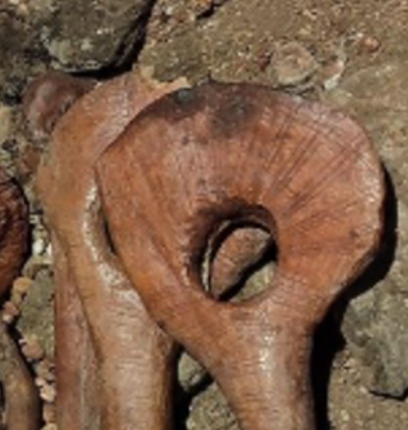 Đây được coi là một trong những ngôi mộ được trang trí công phu nhất trong giai đoạn Gravettian, đồng thời cũng cho thấy đây là dấu hiệu địa vị xã hội cao của vị hoàng tử xấu số. Ảnh: @Đại học Anadolu.