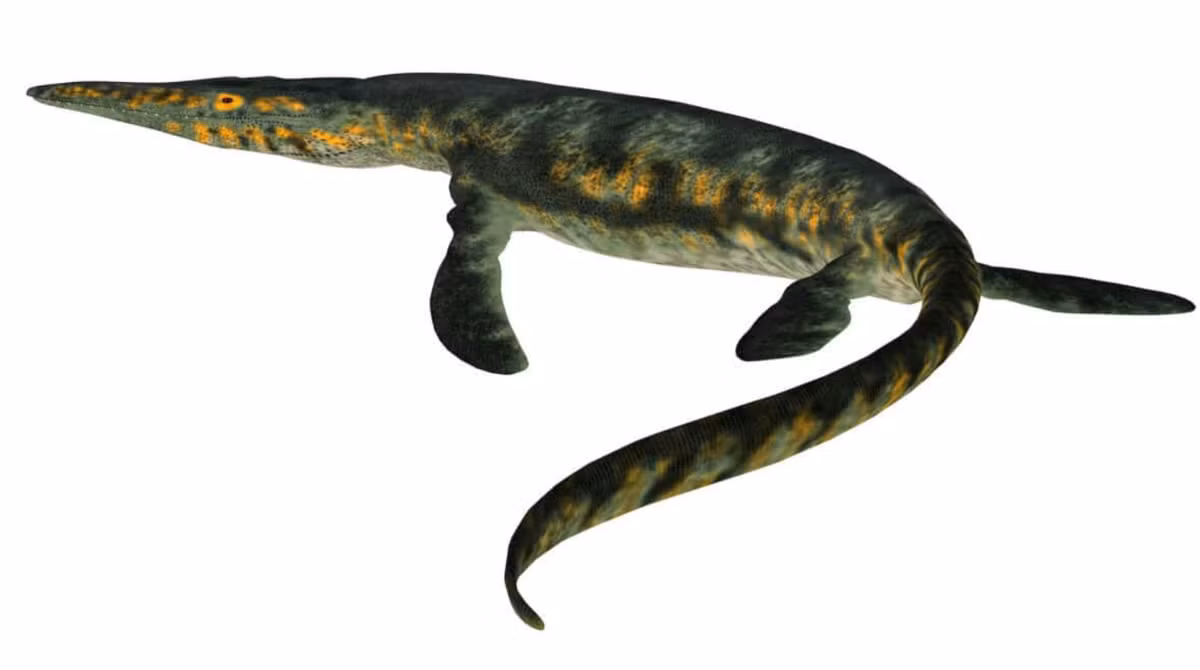 Còn trước mắt, hóa thạch cá sấu Enalioetes schroederi cung cấp cho các nhà cổ sinh vật học cái nhìn sâu sắc mới về cách thức các loài thành viên thuộc họ cá sấu đã tuyệt chủng Metriorhynchidae tiến hóa trong kỷ Phấn trắng như thế nào. Ảnh: @Bảo tàng Naturkunde-Museum Bielefeld.