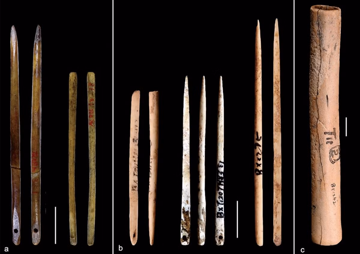 Đó là cư dân bản địa Bắc Mỹ Thời Kỳ Đồ Đá Cũ đã chế tác kim từ xương của các loài động vật có lông như cáo, thỏ rừng hoặc thỏ nhà, và các loài họ mèo như mèo rừng, sư tử núi, linh miêu, và thậm chí có thể cả loài báo gêpa Châu Mỹ đã tuyệt chủng. Ảnh: @Đại học Wyoming.