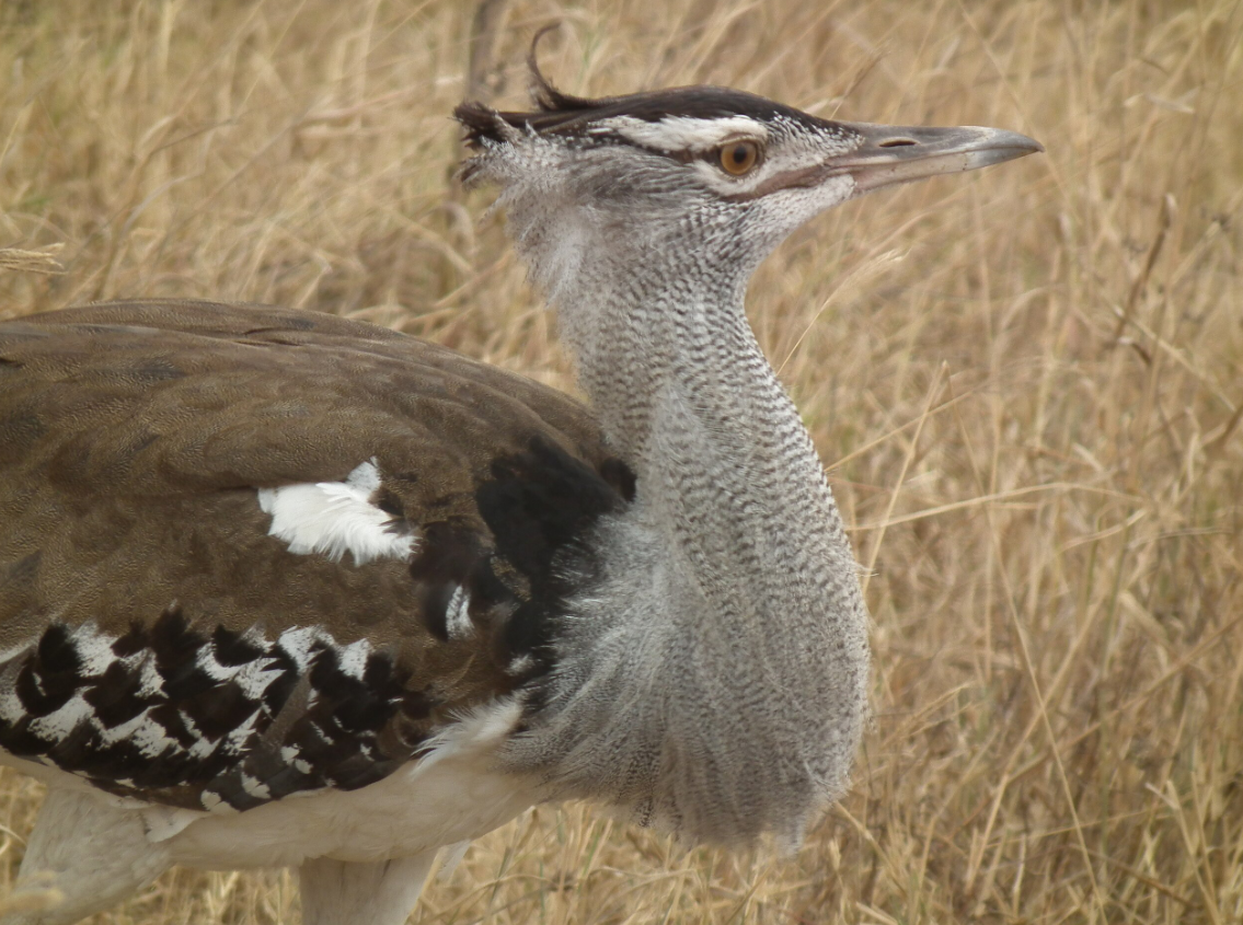 Vì chim ô tác Kori không có ngón chân sau nên chúng không thể bám vào cành cây để đậu, một yếu tố có thể làm tăng khả năng dễ bị tổn thương của chúng đối với một số loài động vật có vú lớn, bò sát và chim săn mồi lớn. Chim non đặc biệt dễ bị báo gêpa, linh cẩu, sư tử, trăn và đại bàng săn bắt. Hơn nữa, đôi khi con người săn chim ô tác Kori để lấy thịt. Ảnh: @Wikimedia Commons.